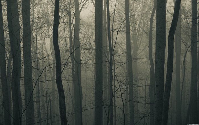 A bunch of trees. References not seeing the forest through the trees.
